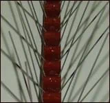 דוקרנים נגד יונים בצבעים דגם W. יח' - חצי מטר